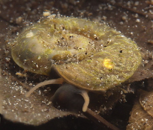Planorbis carinatus
prefers clear water
seen in Suhrer ... by Chris Krambeck 